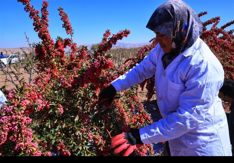 اخبار استان خراسان جنوبی , خبرگزاری تسنیم , نظام مسائل استان خراسان جنوبی , کشاورزی ,