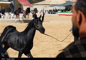 تدوین برنامه راهبردی هشت‌ساله برای توسعه سوارکاری در کشور