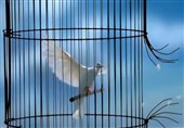 آزادی 7 زندانی در ‌فردیس
