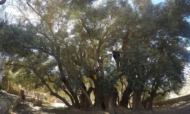 کشور فلسطین , کرانه باختری , بیت المقدس , شهرک سازی رژیم صهیونیستی اسرائیل , حضرت عیسی (ع)| عیسی مسیح , صهیونیسم , تشکیلات خودگردان فلسطین , 