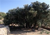 فلسطین ماندنی است؛ مثل مادر زیتون و عمر 5500ساله‌اش