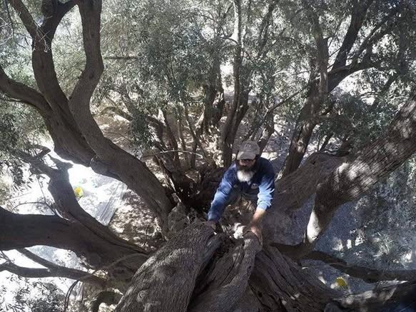 کشور فلسطین , کرانه باختری , بیت المقدس , شهرک سازی رژیم صهیونیستی اسرائیل , حضرت عیسی (ع)| عیسی مسیح , صهیونیسم , تشکیلات خودگردان فلسطین , 