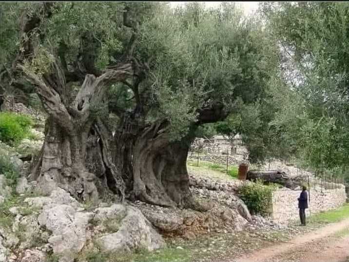 کشور فلسطین , کرانه باختری , بیت المقدس , شهرک سازی رژیم صهیونیستی اسرائیل , حضرت عیسی (ع)| عیسی مسیح , صهیونیسم , تشکیلات خودگردان فلسطین , 