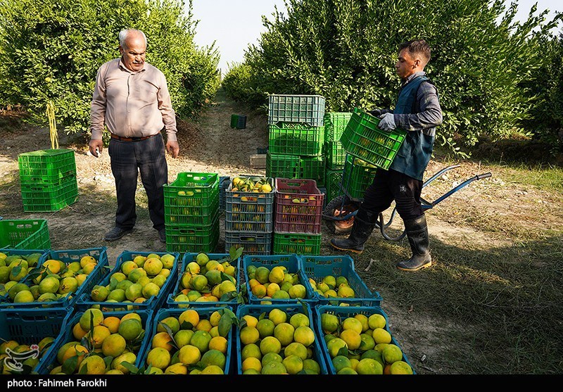گام‌های تازه برای حمایت از کشاورزان مازندران برداشته شد