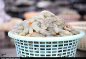 هشدار شیلات به میگوپروران برای برداشت سریع‌تر