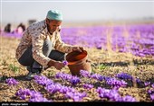 قاچاق زعفران مانع اصلی صادرات طلای سرخ ایران