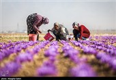 کشت طلای سرخ در بهشهر
