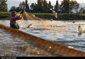 200 هزار قطعه بچه ماهی در مزارع پارس آباد رهاسازی شد