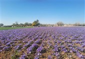 پاییز ارغوانی خراسان جنوبی؛ وقتی زعفران و زرشک گردشگر می‌آفرینند