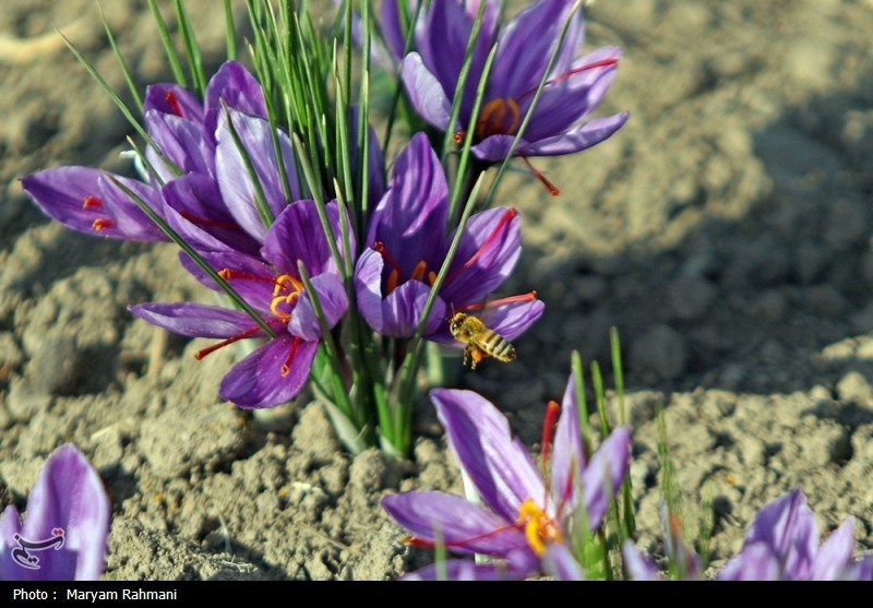 اخبار استان خراسان جنوبی , خبرگزاری تسنیم , کشاورزی , بازار ,
