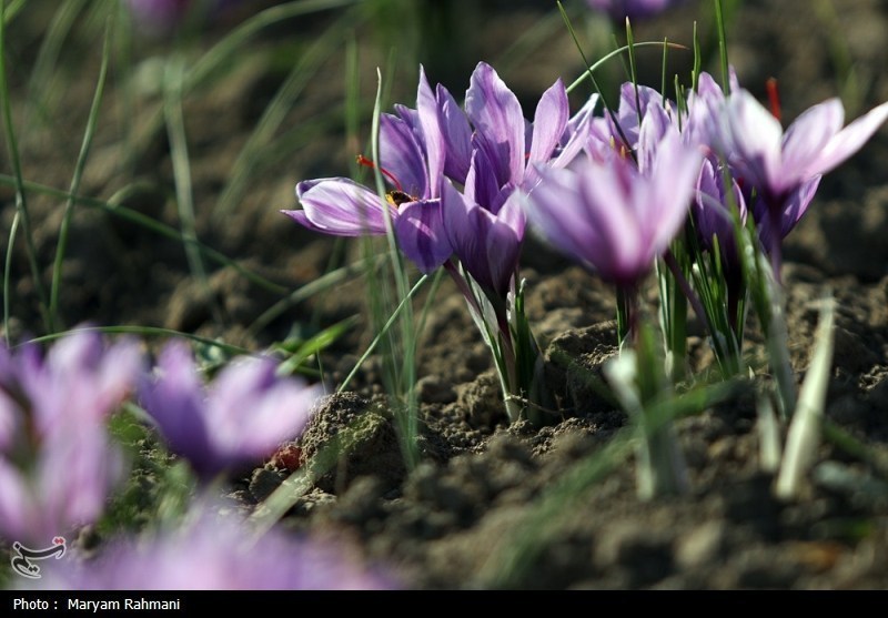 اخبار استان خراسان جنوبی , تسنیم , کشاورزی , 