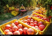کمبودی در بازار میوه‌های ویژه شب یلدا وجود ندارد