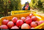 برداشت 765 تن انار از باغ‌های خضرآباد؛ اتابک و پناهکوه در صدر تولید
