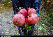 نمهیل میزبان جشنواره یاقوت سرخ
