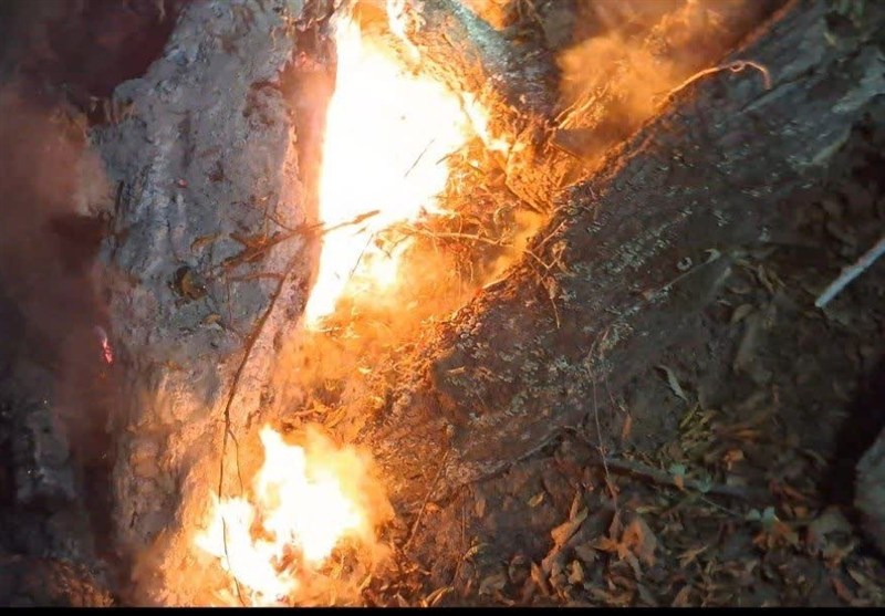 اخبار استان گلستان , جنگل های هیرکانی , جنگل , آتشسوزی ,