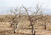 باغات شهرستان‌های سامان و بن در معرض خشکی شدید