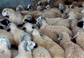 کشف 106 راس گوسفند و جریمه 56 میلیارد ریالی متخلف در تاکستان