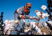 هسته‌ای در کشاورزی ــ 79 |اصلاح پنبه برای عملکرد بیشتر