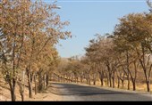 قزوین؛ وقتی پاییز آرام خداحافظی می‌کند