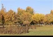 قزوین؛ وقتی پاییز آرام خداحافظی می‌کند