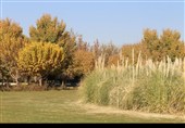 قزوین؛ وقتی پاییز آرام خداحافظی می‌کند