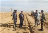 کشت گیاه "کاپاریس" در اراضی بیابانی ایلام کلید خورد