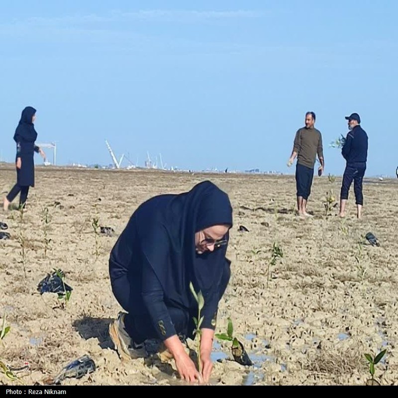 سردار قاسم سلیمانی , اخبار استان بوشهر , روز درختکاری , 