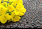 قابلیت سوادکوه شمالی در کشت دانه‌های روغنی و پاییزه