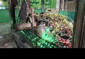 برگزیدگان کنگره ملی شعر سبز قبا معرفی شدند