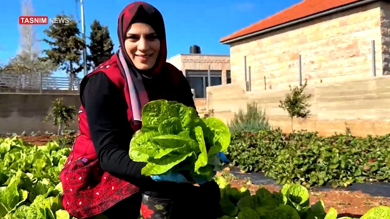الزراعة , فلسطين , الضفة الغربية , فراولة , 