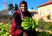 حنین ملبس؛ من "حبة فراولة واحدة" إلى مشروع زراعی فلسطینی یعکس الصمود فی وجه الاحتلال