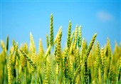 جایزه قابل توجه، جایگزین افزایش نرخ خرید تضمینی گندم شد