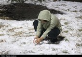 زیر بارش مهر؛ سپیده‌دم شادی در آغوش برف