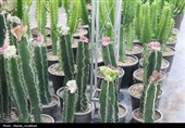 نمایشگاه تخصصی گل و گیاه و صنایع‌دستی قزوین