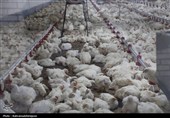 بهره‌برداری از گلخانه تولید توت‌فرنگی و مرغداری گوشتی در نمین