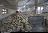 بهره‌برداری از گلخانه تولید توت‌فرنگی و مرغداری گوشتی در نمین