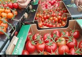بازدید استاندار اردبیل از گلخانه‌ای هوشمند هیدروپونیک در پارس‌آباد