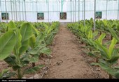 بازدید استاندار اردبیل از گلخانه‌ای هوشمند هیدروپونیک در پارس‌آباد