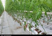 بازدید استاندار اردبیل از گلخانه‌ای هوشمند هیدروپونیک در پارس‌آباد