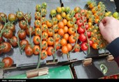 بازدید استاندار اردبیل از گلخانه‌ای هوشمند هیدروپونیک در پارس‌آباد
