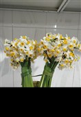 نخستین جشنواره گل نرگس لرستان