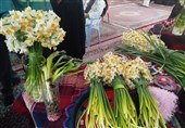 نخستین جشنواره گل نرگس لرستان