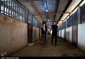 مسابقات منطقه‌ای پرش با اسب در قم
