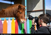 مسابقات منطقه‌ای پرش با اسب در قم
