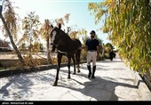 مسابقات منطقه‌ای پرش با اسب در قم