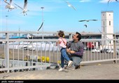 مرغان کاکایی در بندرانزلی