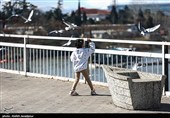 مرغان کاکایی در بندرانزلی