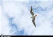 مرغان کاکایی در بندرانزلی