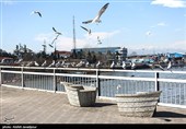 مرغان کاکایی در بندرانزلی
