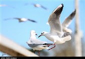 مرغان کاکایی در بندرانزلی